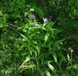 Lactuca sibirica. Цветущее растение. Иркутская обл., Слюдянский р-н, долина р. Слюдянка, смешанный лес. 24.07.2018.