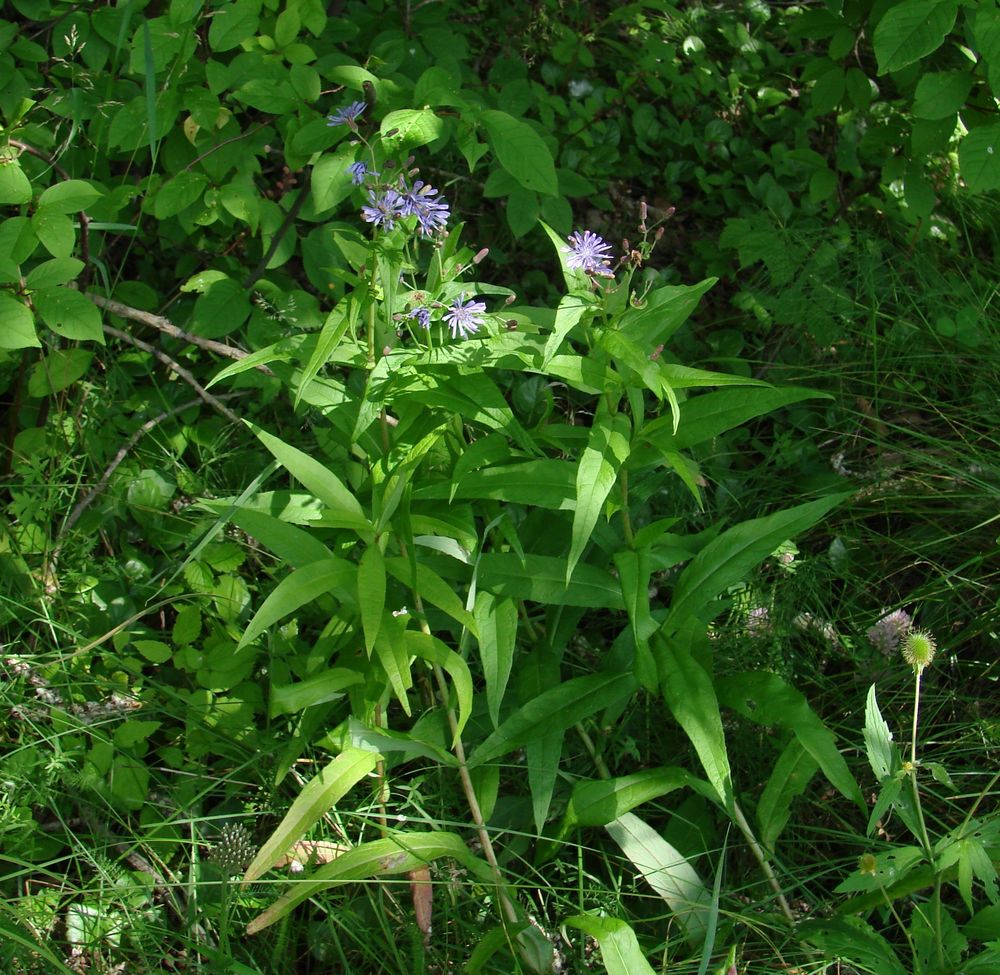 Изображение особи Lactuca sibirica.