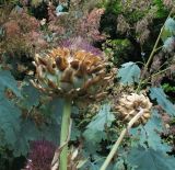 Cynara scolymus. Верхушки побегов с отцветающими соцветиями. Германия, г. Heidelberg, зоопарк, в культуре. 09.08.2012.