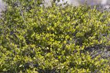 Myrtus communis