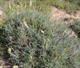 Astragalus lagurus