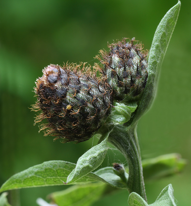 Изображение особи Centaurea phrygia.