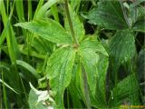 Ranunculus platanifolius. Средняя часть стебля с листьями. Украина, Ивано-Франковская обл., Украинские Карпаты, хребет Черногора, юго-восточный склон горы Пожежевская, 1650 м н.у.м., субальпийский луг. 27.06.2019.