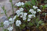 Androsace barbulata