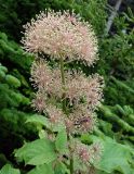 Aralia cordata