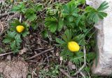 Eranthis longistipitata