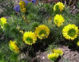 Adonis vernalis