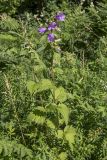 Campanula trachelium