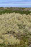 Spinifex longifolius