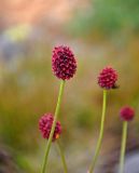 Sanguisorba officinalis. Соцветия. Челябинская обл., Катав-Ивановский р-н, хребет Зигальга, ≈ 1300 м н.у.м., субальпийский луг. 20.07.2020.