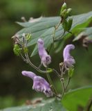 Aconitum septentrionale