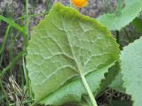 Dolichorrhiza caucasica. Лист (вид снизу). Кабардино-Балкария, Эльбрусский р-н, долина р. Ирикчат, ок. 2650 м н.у.м., альпийский луг. 06.07.2020.