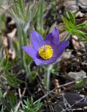 Pulsatilla patens. Цветок. Самарская обл., гор. округ Жигулёвск, гора Лысая, луговой склон. 03.05.2021.