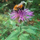 Centaurea pseudophrygia. Верхушка побега с соцветием, фуражирующим шмелём и рыжим лесным муравьём на листе. Ульяновск, Заволжский р-н, опушка широколиственного леса с кустарниковыми зарослями. 19.07.2021.