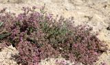 Frankenia hirsuta. Цветущее растение. Казахстан, г. Актау, на песке на берегу моря. 22 июня 2021 г.