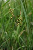 Carex pulicaris. Верхушки плодоносящих растений. Нидерланды, провинция Гелдерланд (Gelderland), община Эде (Ede), деревня Эдервен (Ederveen), луг на выходах грунтовых вод. 26 мая 2011 г.