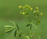 Euphorbia leoncroizatii