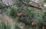 Pinus подвид hamata