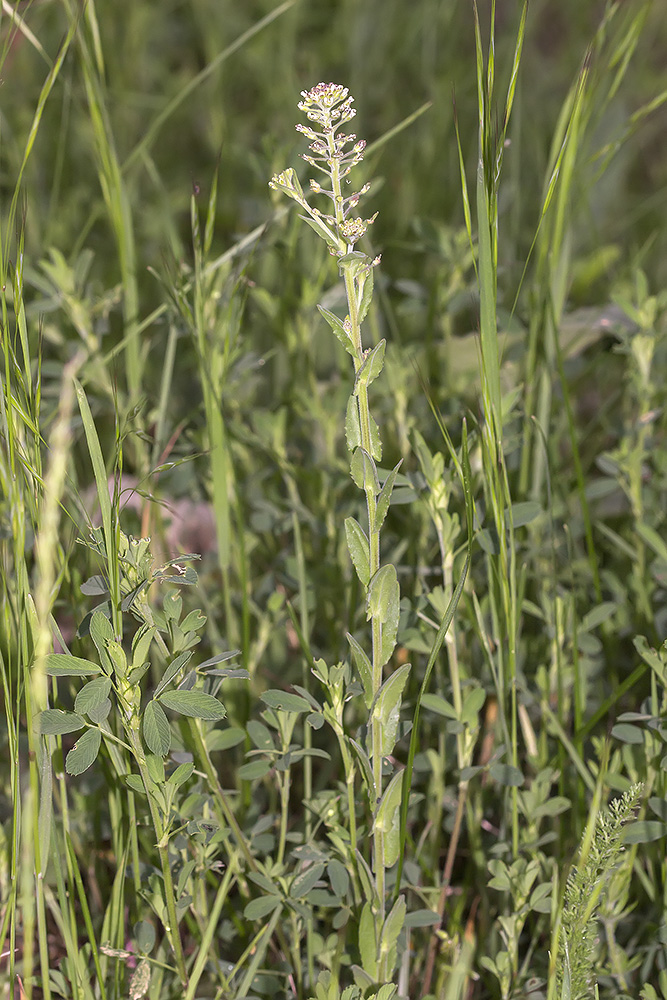 Изображение особи Lepidium campestre.