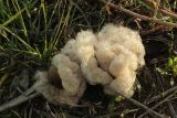 Typha latifolia