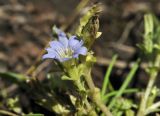 Gentiana squarrosa