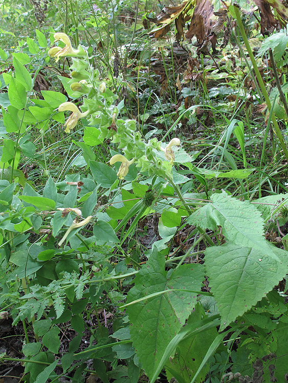 Изображение особи Salvia glutinosa.