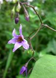 Solanum dulcamara. Соцветие. Нижегородская обл., Кстовский р-н, пойма р. Кудьма, край пашни. 14.07.2011.