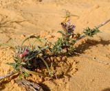 Moltkiopsis ciliata