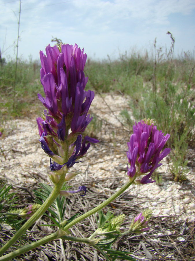 Изображение особи Astragalus borysthenicus.