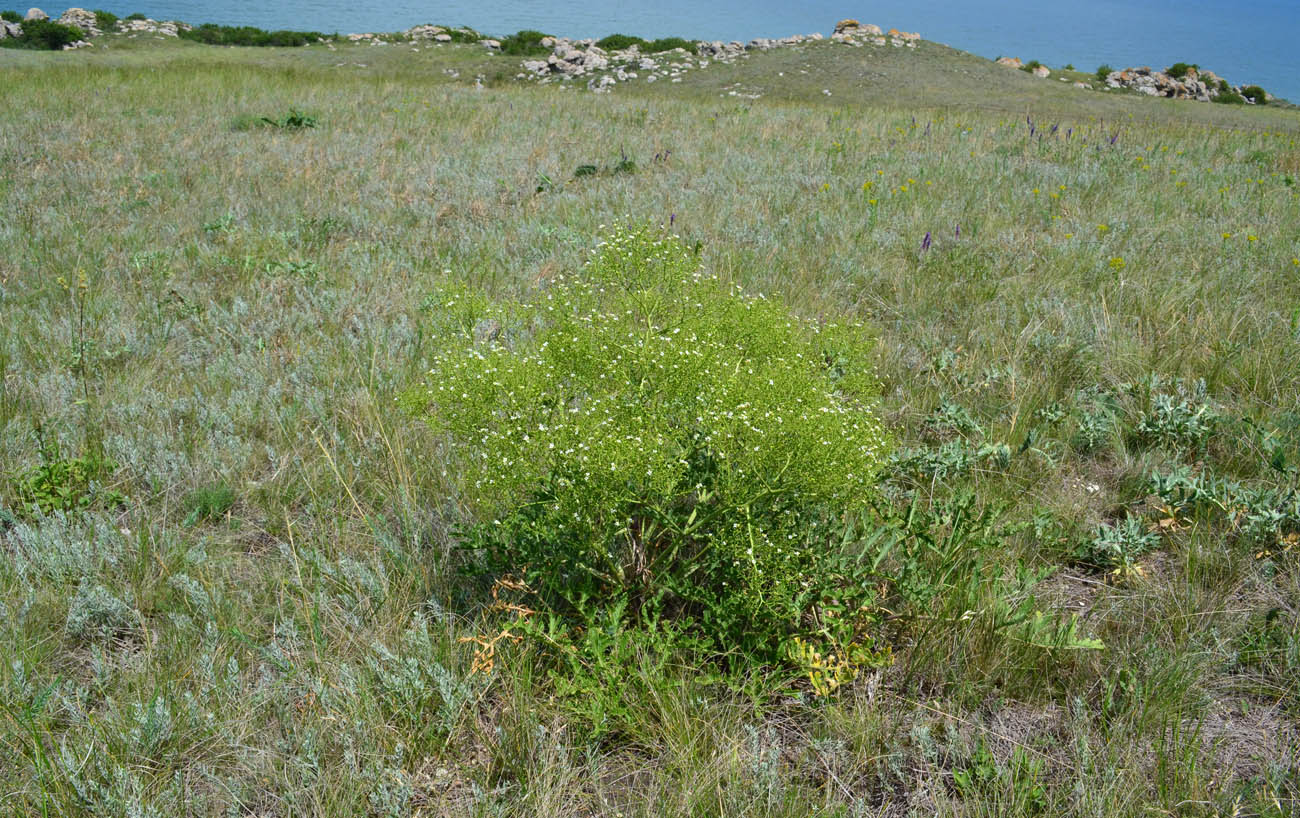 Image of Crambe tataria specimen.