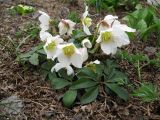 Helleborus niger