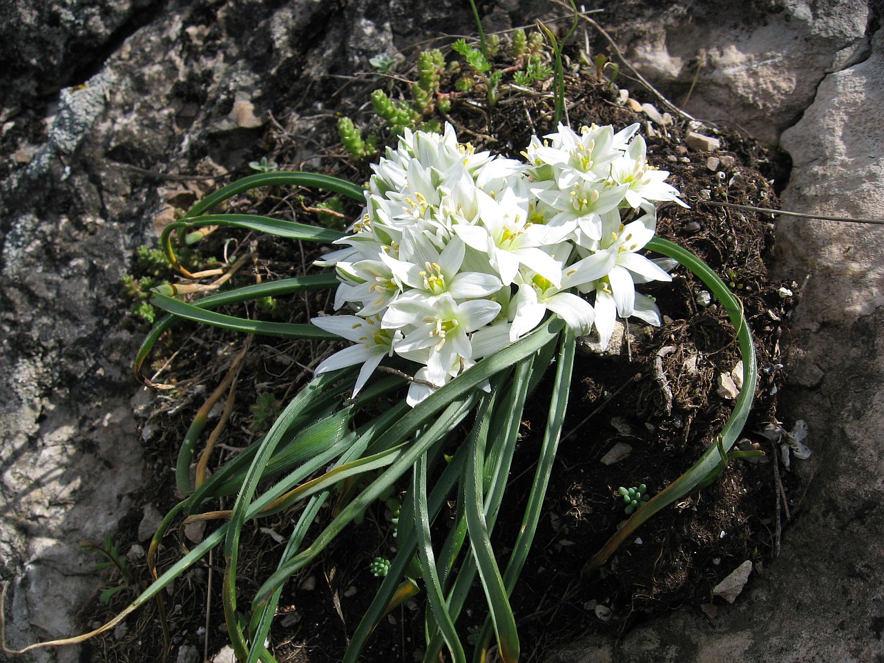 Изображение особи Ornithogalum fimbriatum.