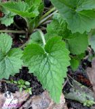 Campanula trachelium. Листья. Украина, г. Киев, заказник \"Лесники\", лесная дорога среди болот. 27 апреля 2013 г.