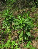 Daphne laureola