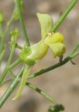 Linaria dulcis