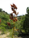 Hypericum lydium