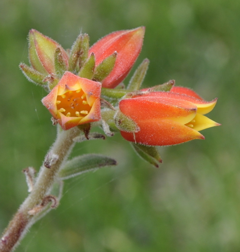 Изображение особи Echeveria setosa.