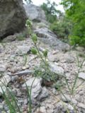 Anthericum liliago