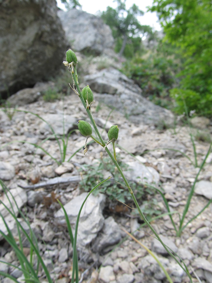 Изображение особи Anthericum liliago.