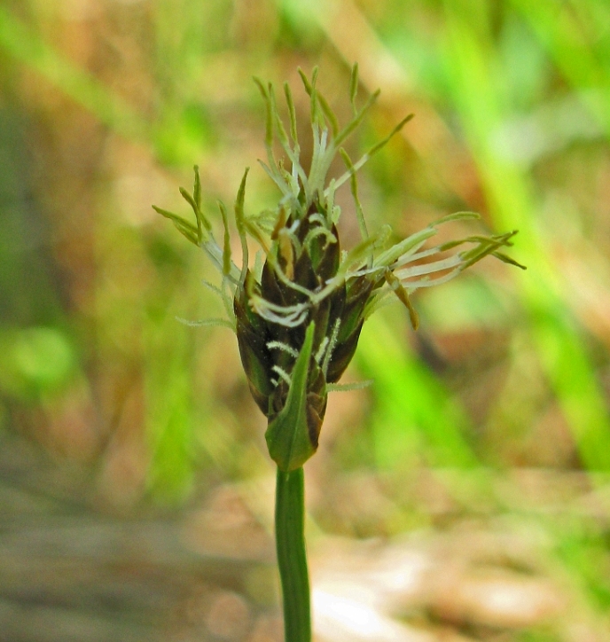 Изображение особи Carex chordorrhiza.