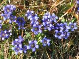 Gentiana septemfida