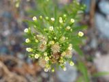 Conyza canadensis