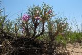 Oxytropis aciphylla