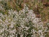 Lepidium latifolium. Верхушка цветушего растения. Кыргызстан, Нарынская обл., левый берег р. Нарын, окр. с. Таш-Башат. 07.07.2015.