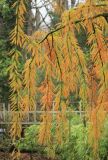 Taxodium huegelii. Ветви с хвоёй в осенней окраске и микростробилами. Черноморское побережье Кавказа, г. Сочи, Лазаревский р-н, микр. Уч-Дере, Субтропический Ботанический Сад Кубани, в культуре. 11 декабря 2014 г.