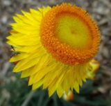 Xerochrysum bracteatum