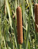 Typha latifolia