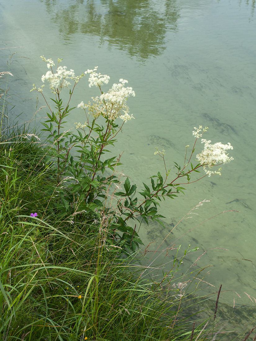 Изображение особи Filipendula ulmaria.