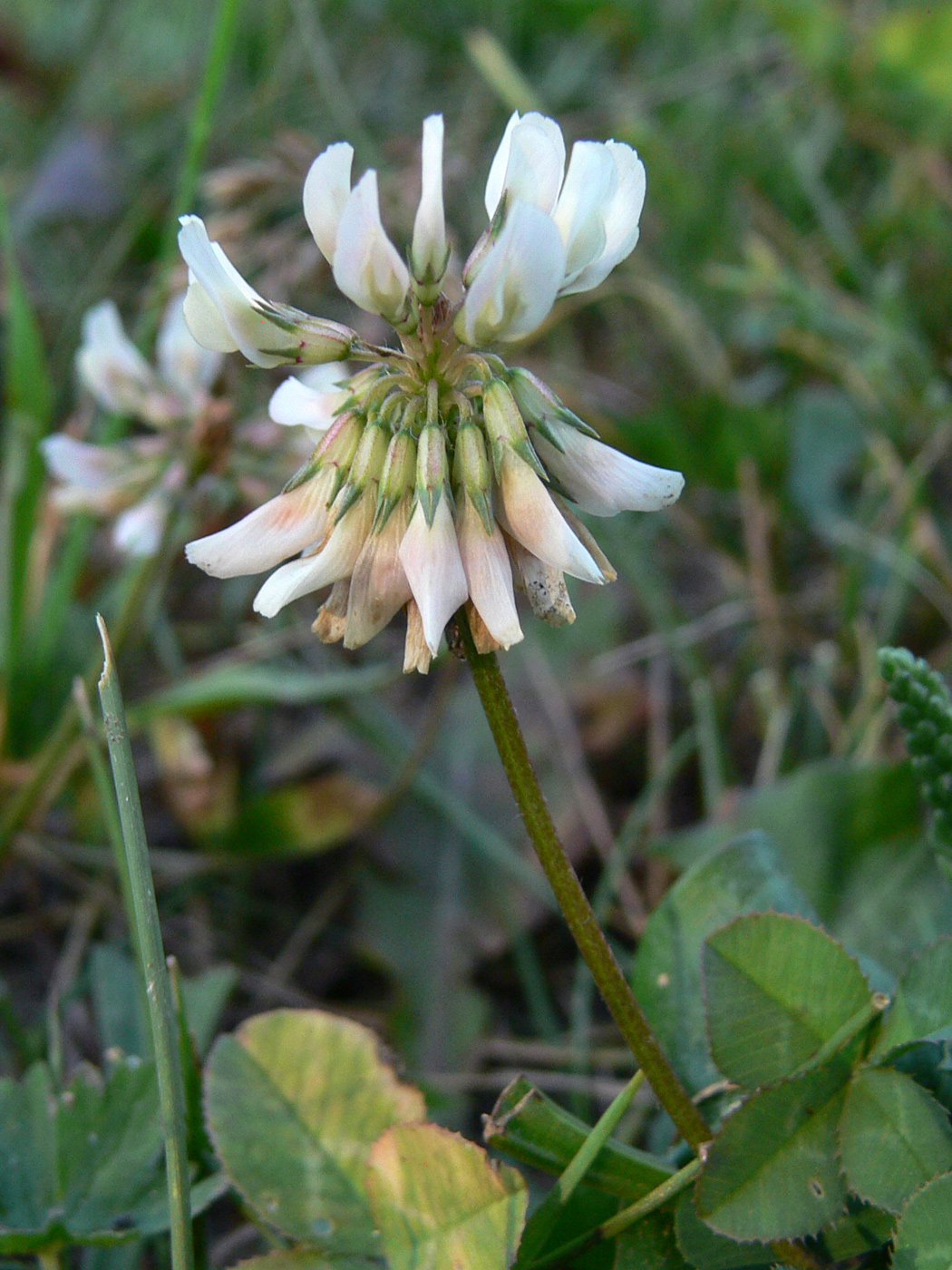 Изображение особи Trifolium repens.