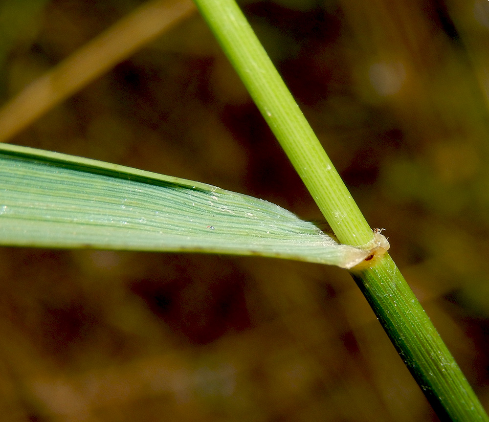 Изображение особи Elytrigia trichophora.